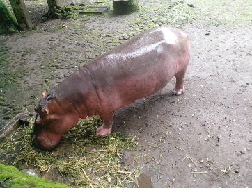 Hippo kuda nil pink